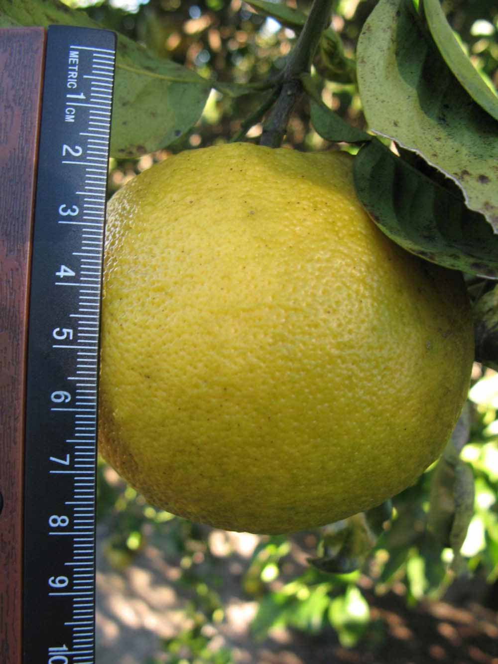              Fruit (Winter Haven, FL)       